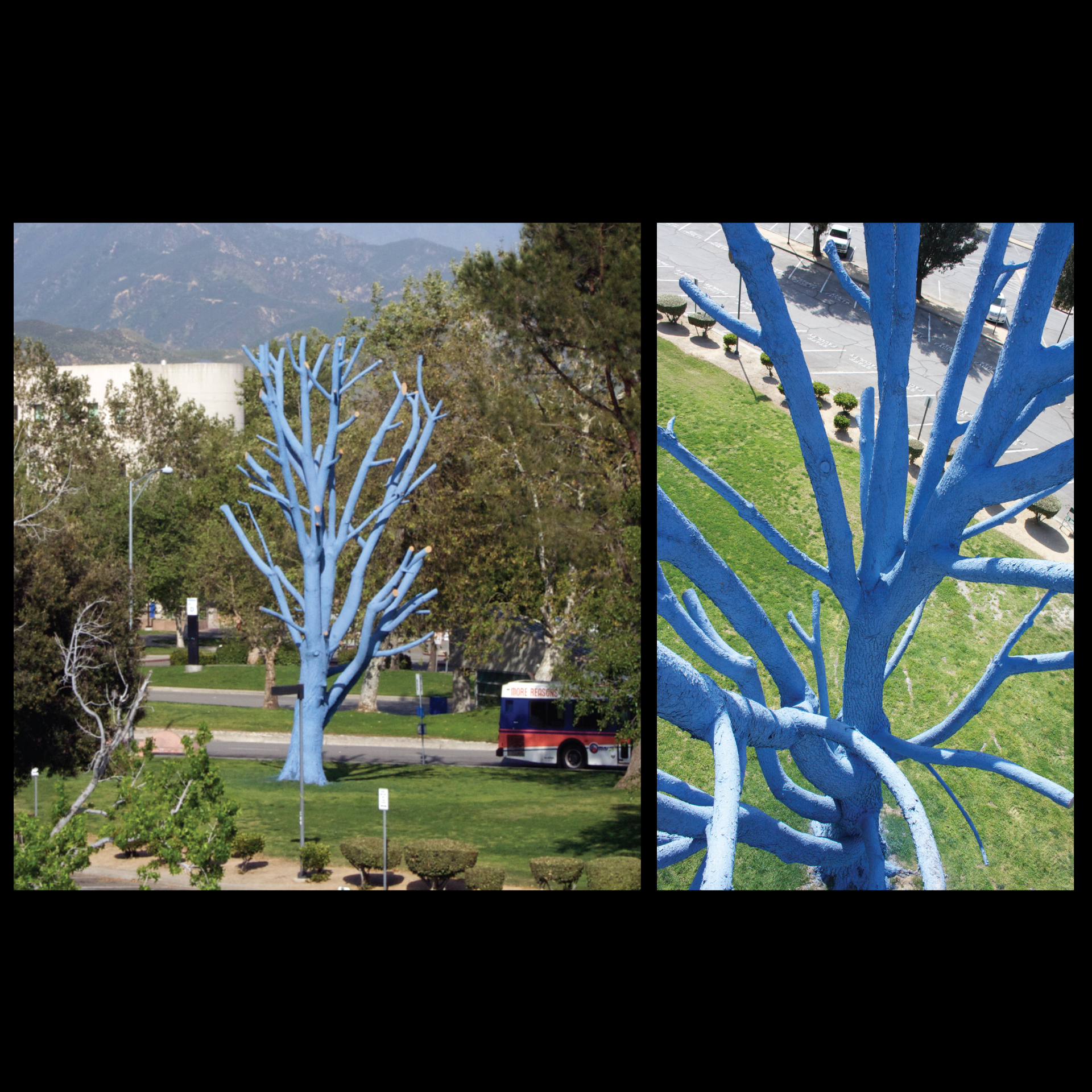 The Blue Tree Project