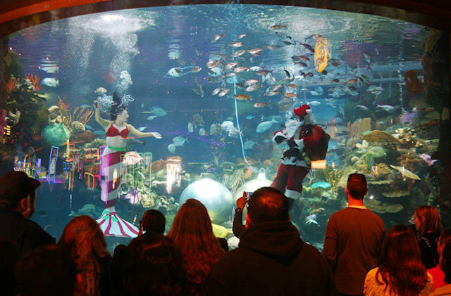 Silverton Mermaid Aquarium and Jellyfish Exhibits