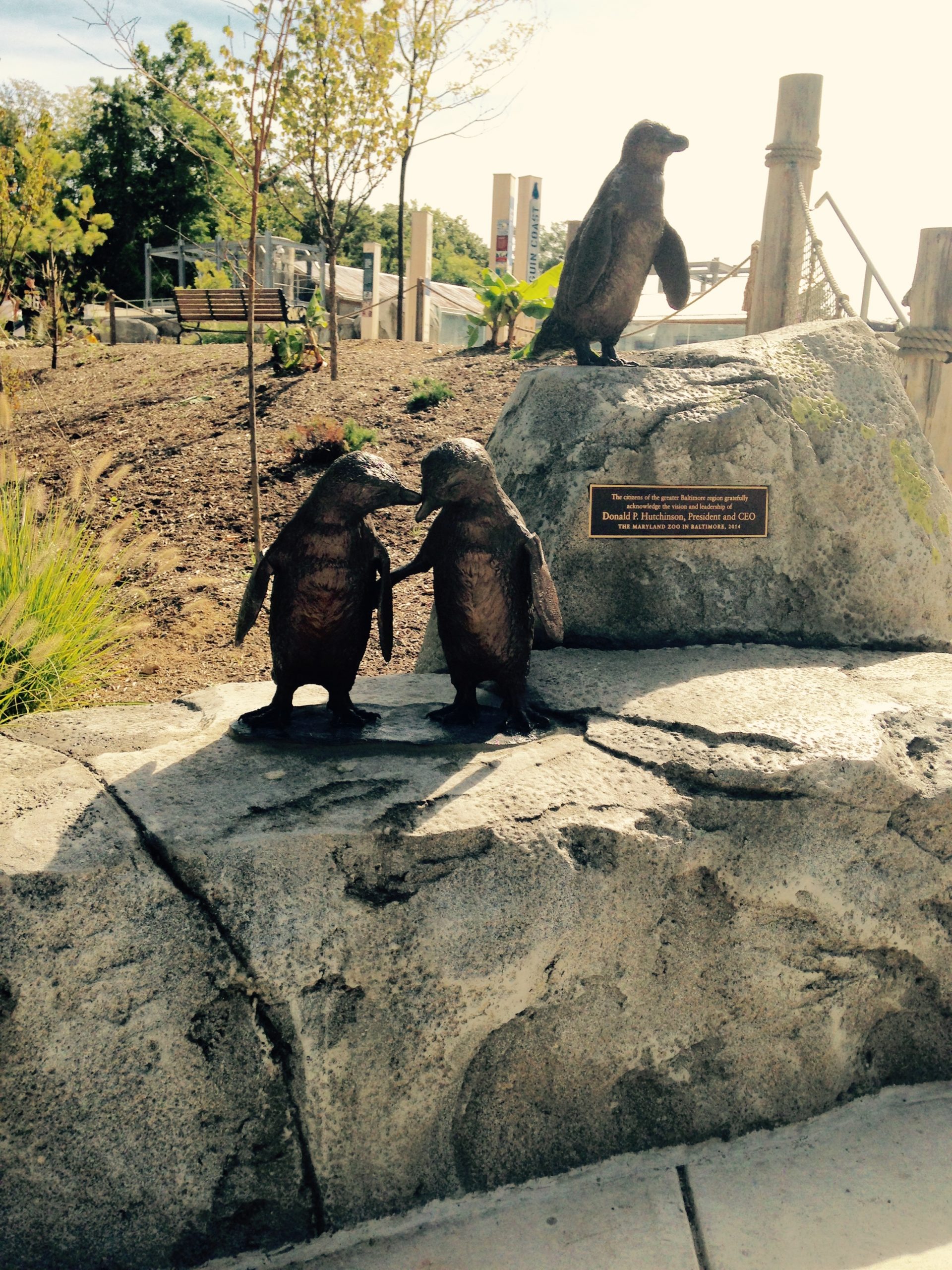 Baltimore Zoo Penguins